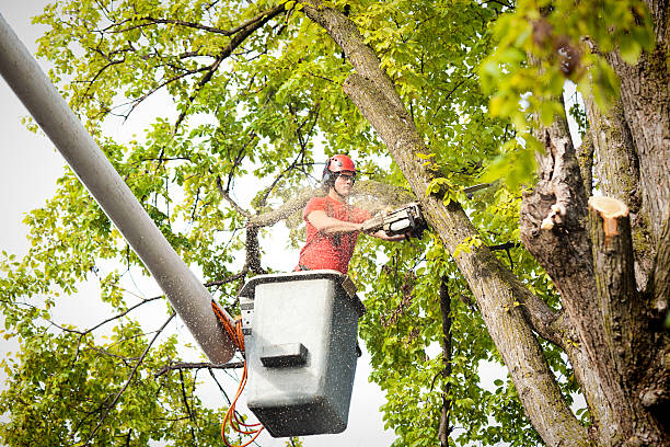 The Steps Involved in Our Tree Care Process in Daphne, AL